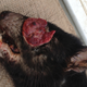 Image for article titled Contagious Strains of Cancer May Be More Common Than We Thought